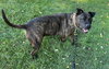 Coco - ISO Forever Foster - Photo 6