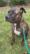Coco - ISO Forever Foster - Photo 7