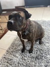 Coco - ISO Forever Foster - Photo 8