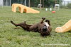 Coco - ISO Forever Foster - Photo 2