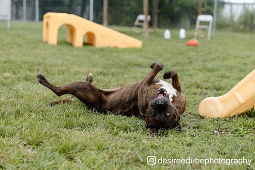 COCO - ISO FOREVER FOSTER - Terrier available for adoption