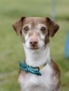 adoptable Dog in Green, OH named Spud