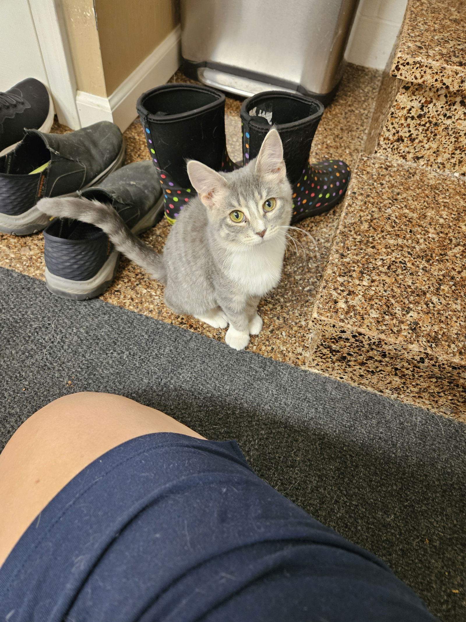 adoptable Cat in Cuyahoga Falls, OH named Kitten Niko