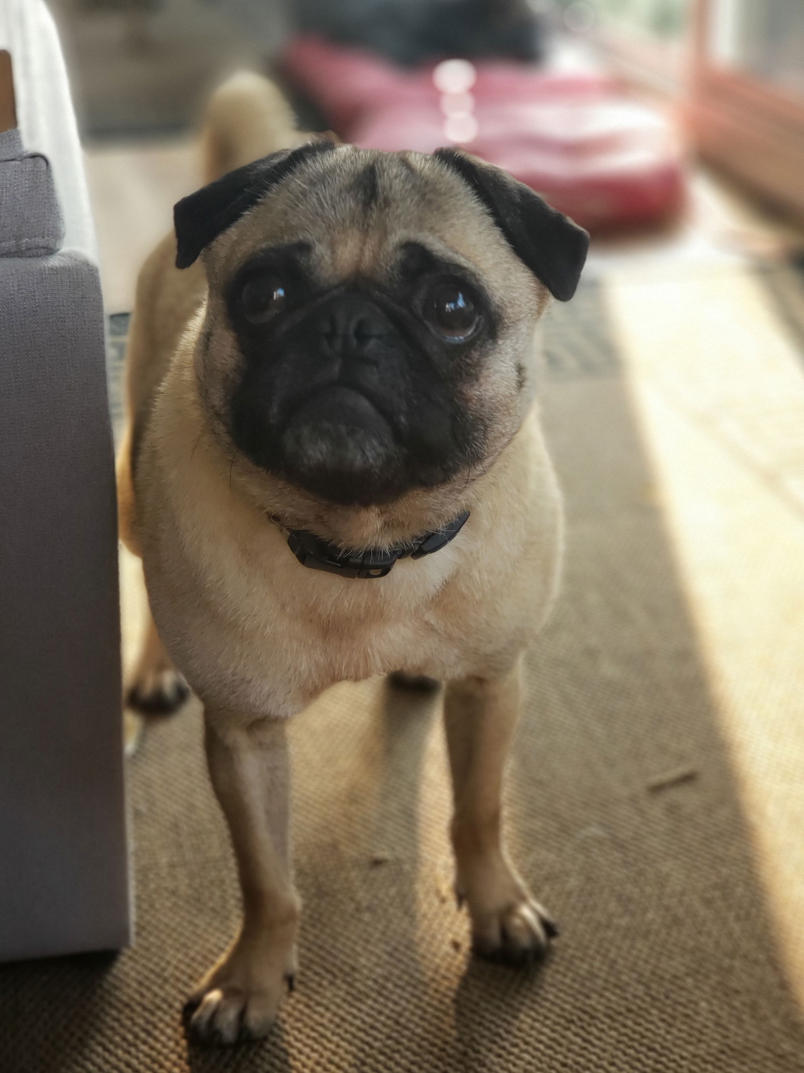 adoptable Dog in Akron, OH named Howard the Pug