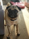 adoptable Dog in , OH named Howard the Pug