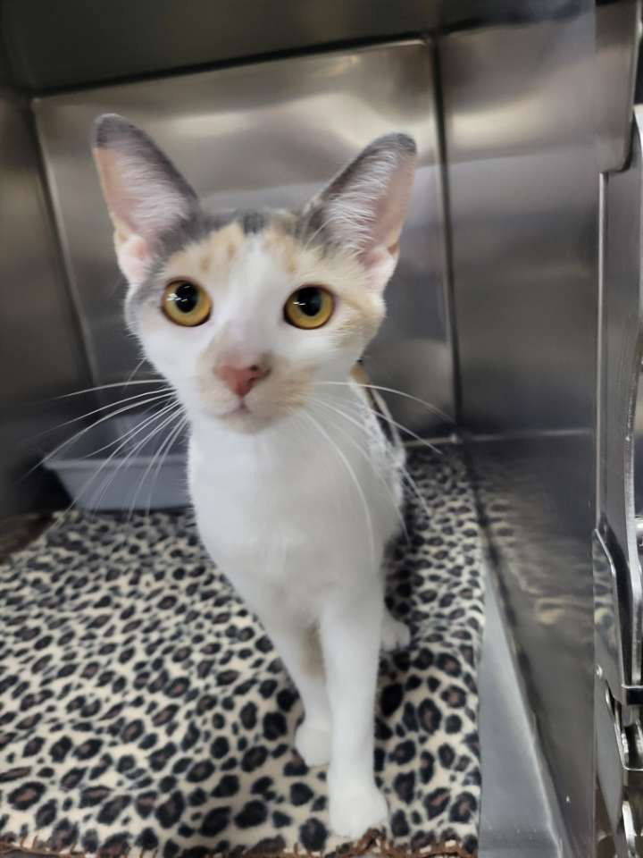 adoptable Cat in Akron, OH named Marianne @ Montrose PetSmart