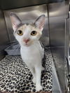 adoptable Cat in  named Marianne @ Montrose PetSmart