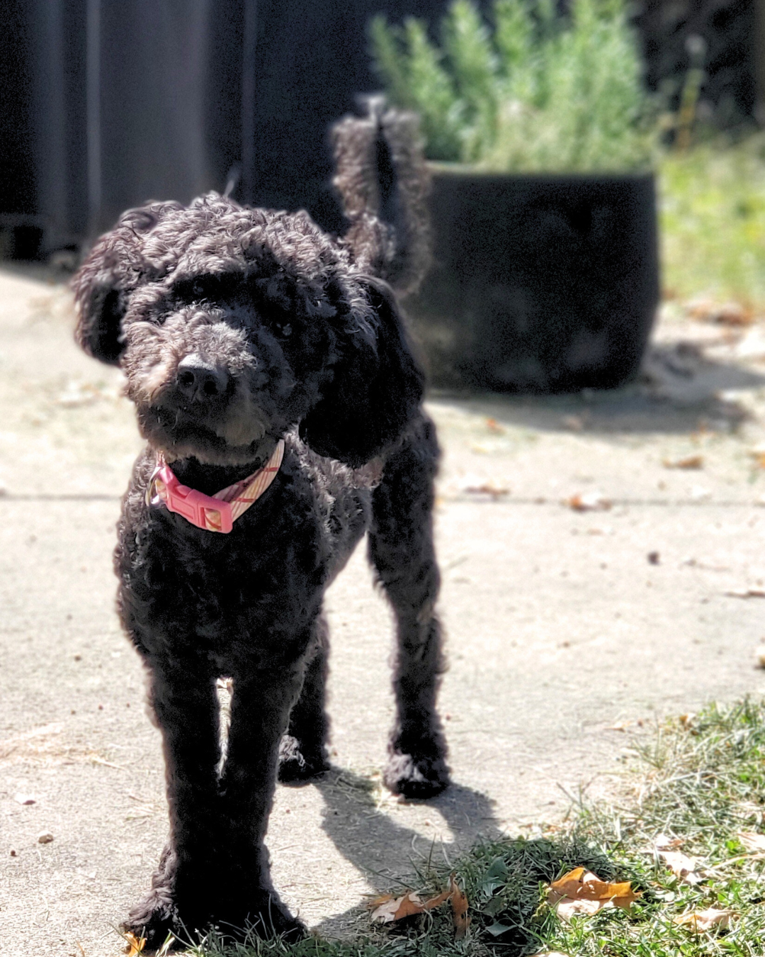 adoptable Dog in Akron, OH named Cleo (Mini Labradoodle Puppy)