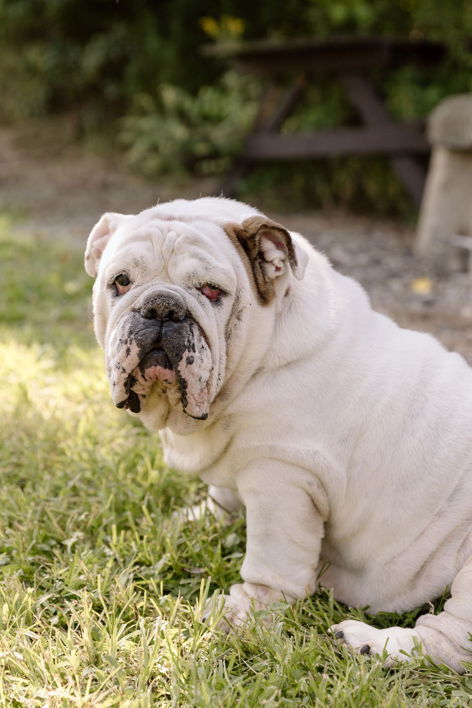 adoptable Dog in Cuyahoga Falls, OH named Billie Holiday