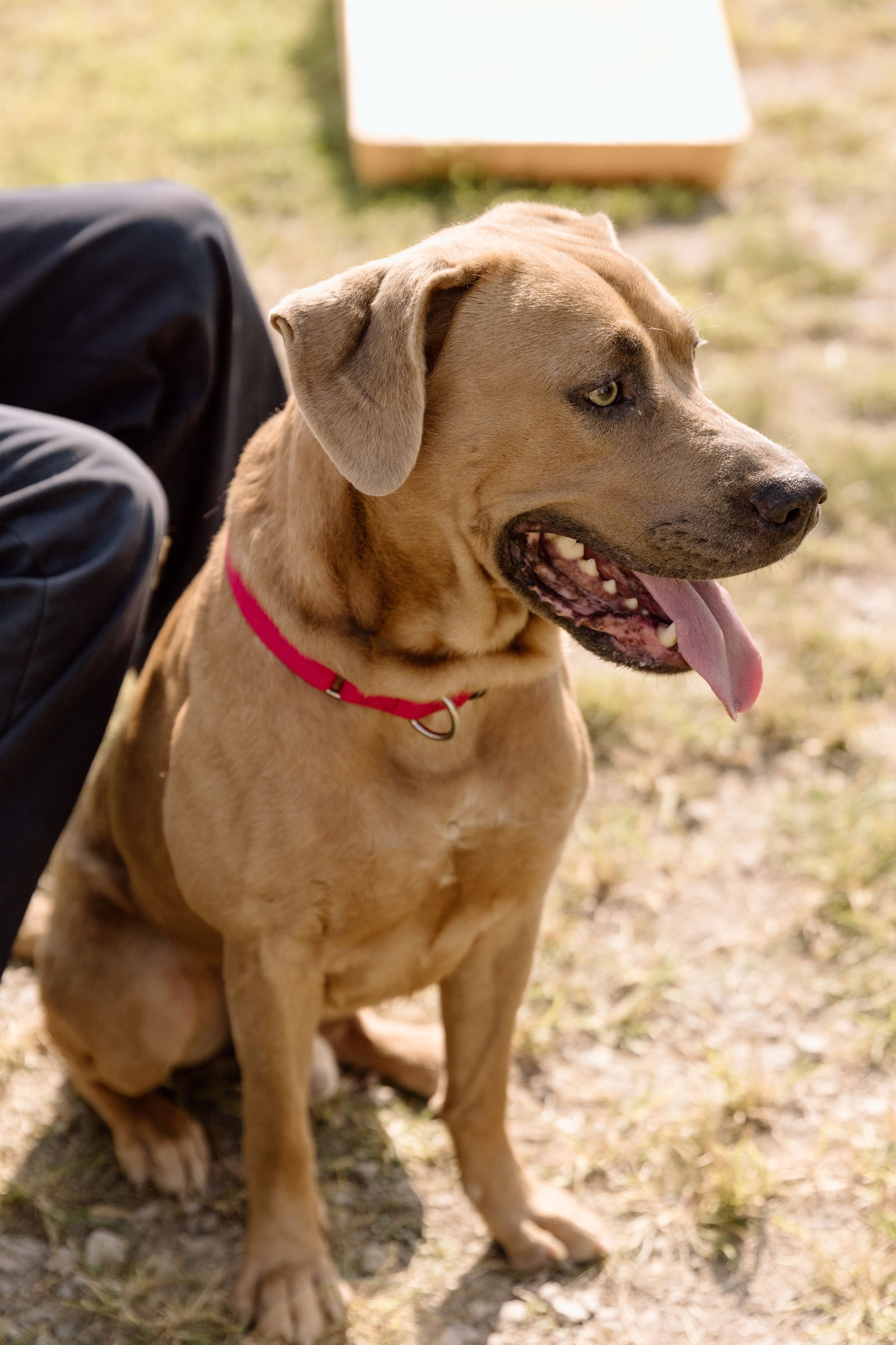 adoptable Dog in Cuyahoga Falls, OH named Mellow