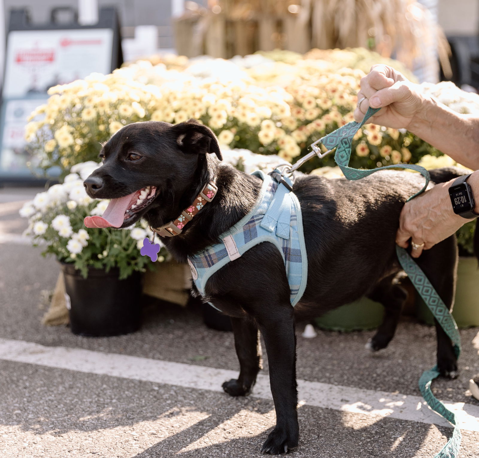 adoptable Dog in Cuyahoga Falls, OH named Charlie