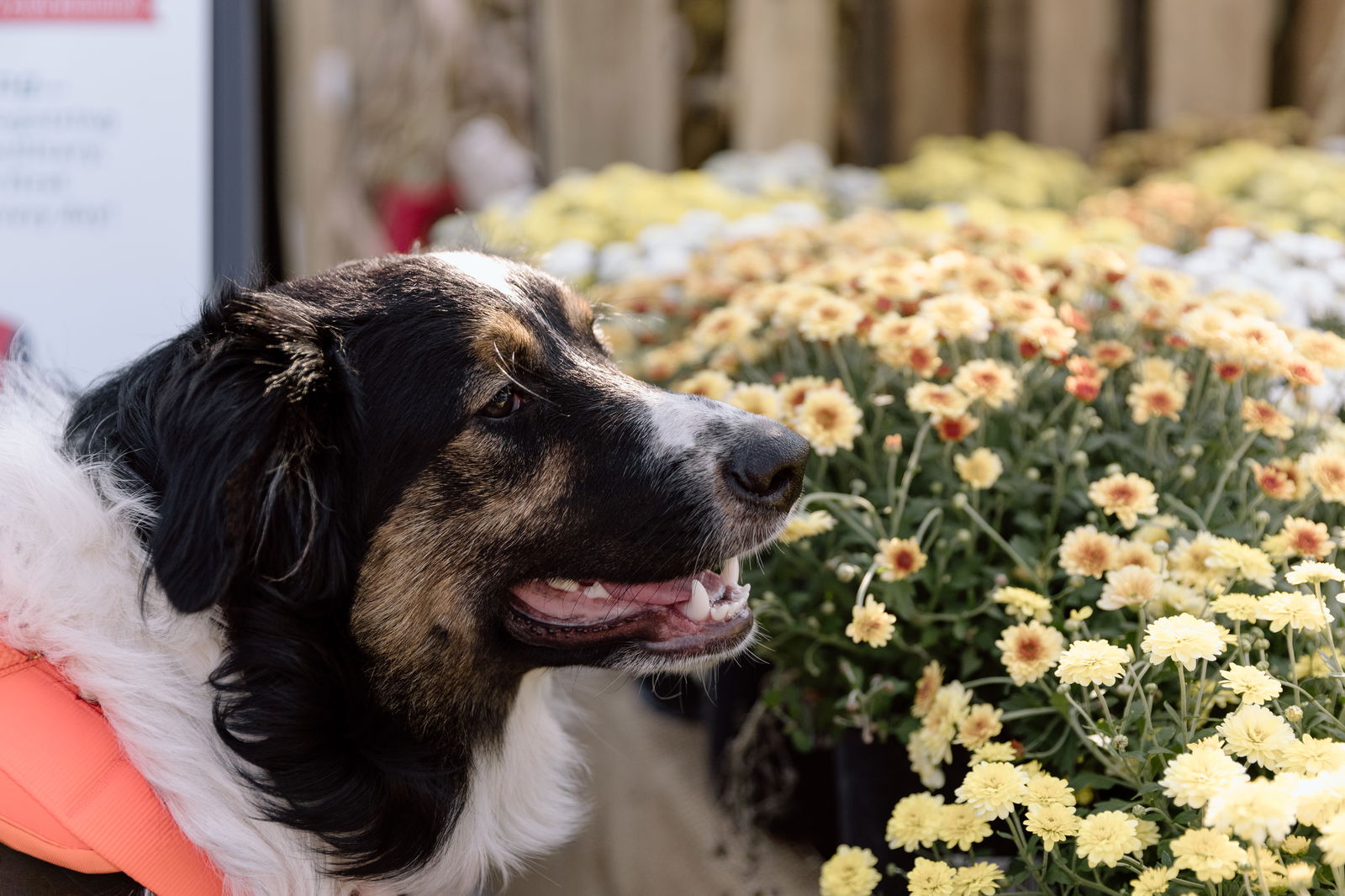 adoptable Dog in Cuyahoga Falls, OH named Aussie Pup Melbourne