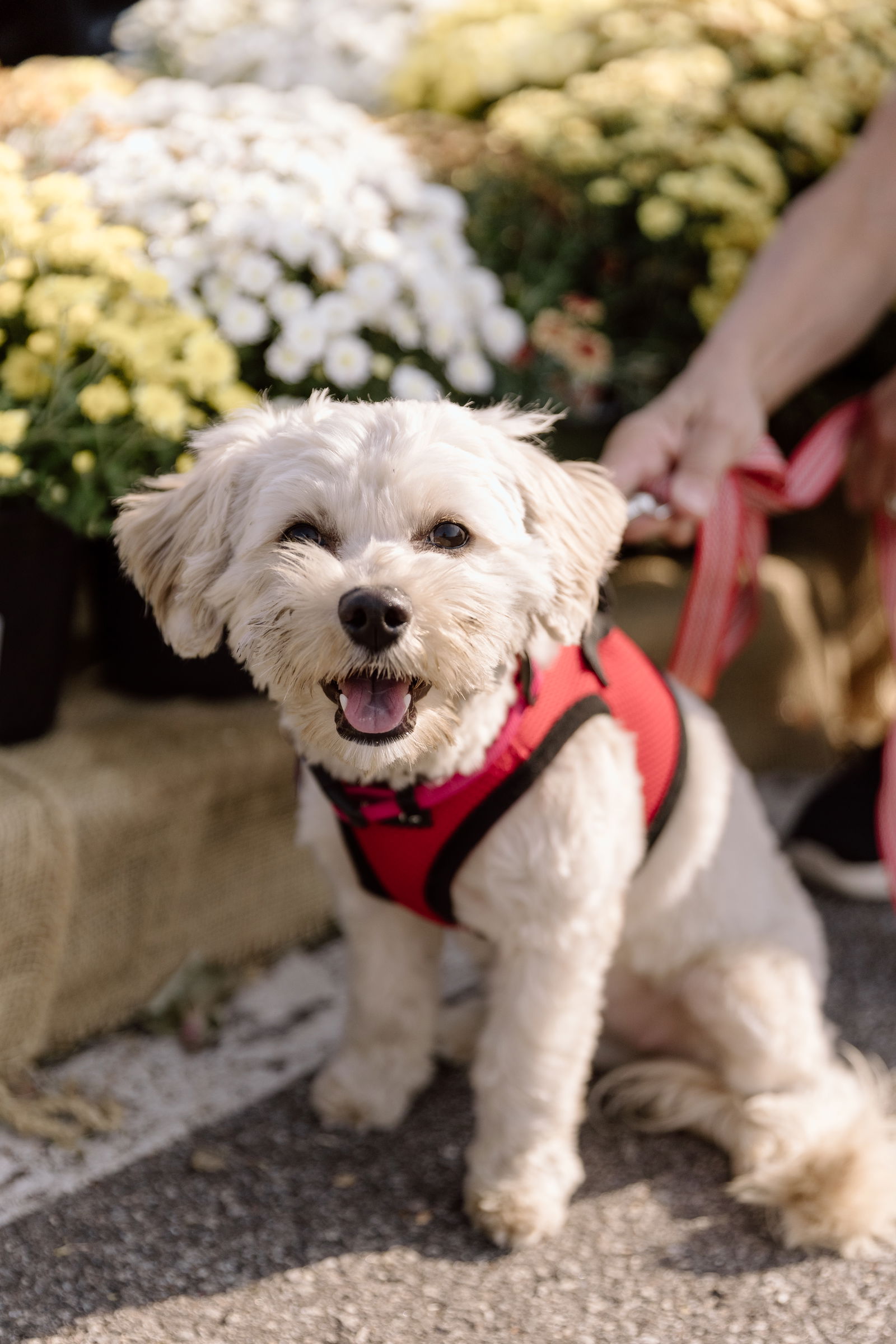 adoptable Dog in Cuyahoga Falls, OH named Molly