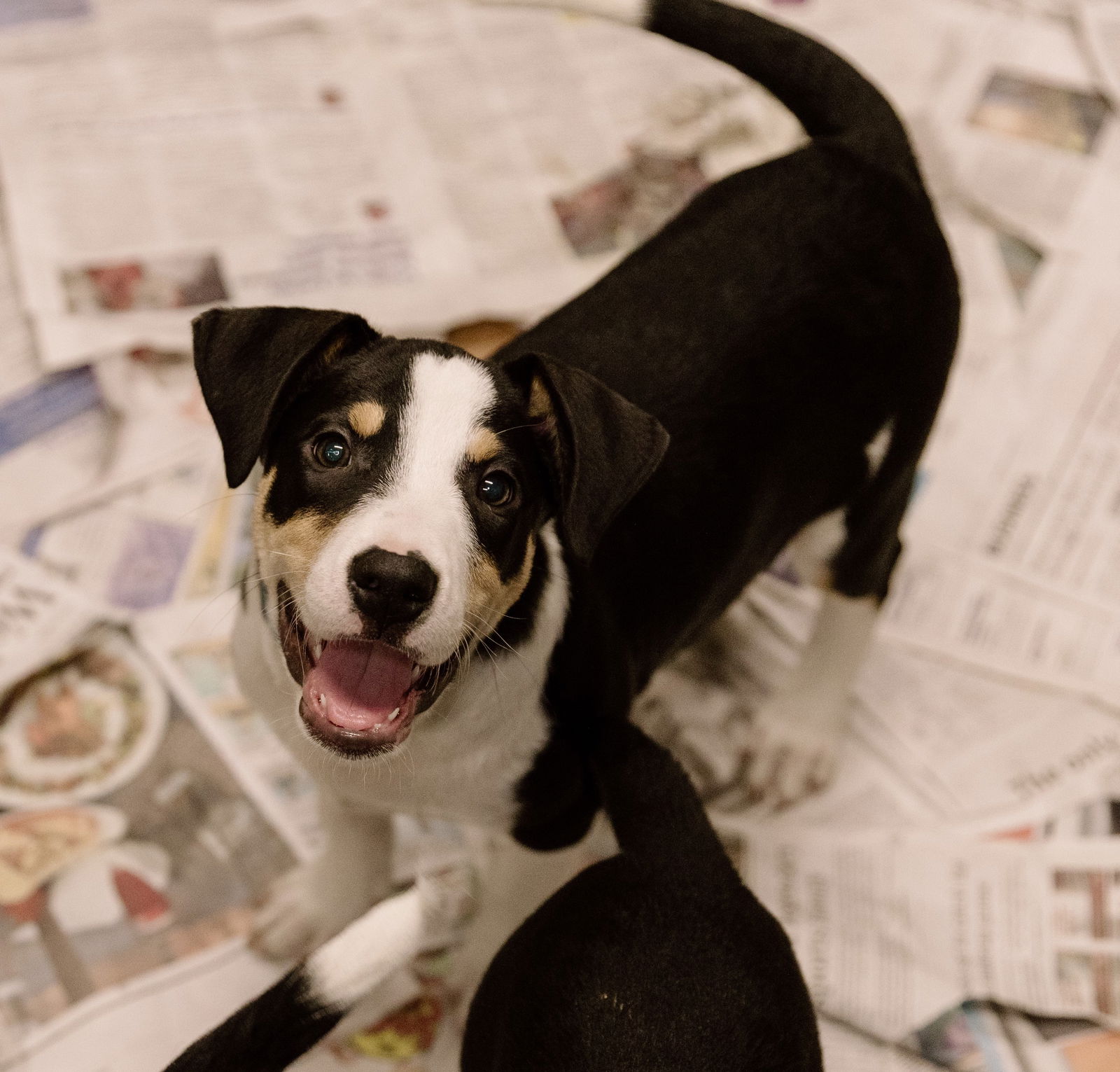 adoptable Dog in Cuyahoga Falls, OH named Boston puppy