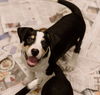 adoptable Dog in , OH named Boston puppy