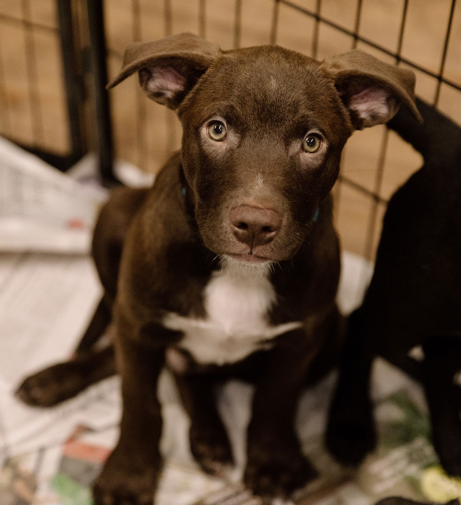 adoptable Dog in Cuyahoga Falls, OH named Hudson puppy