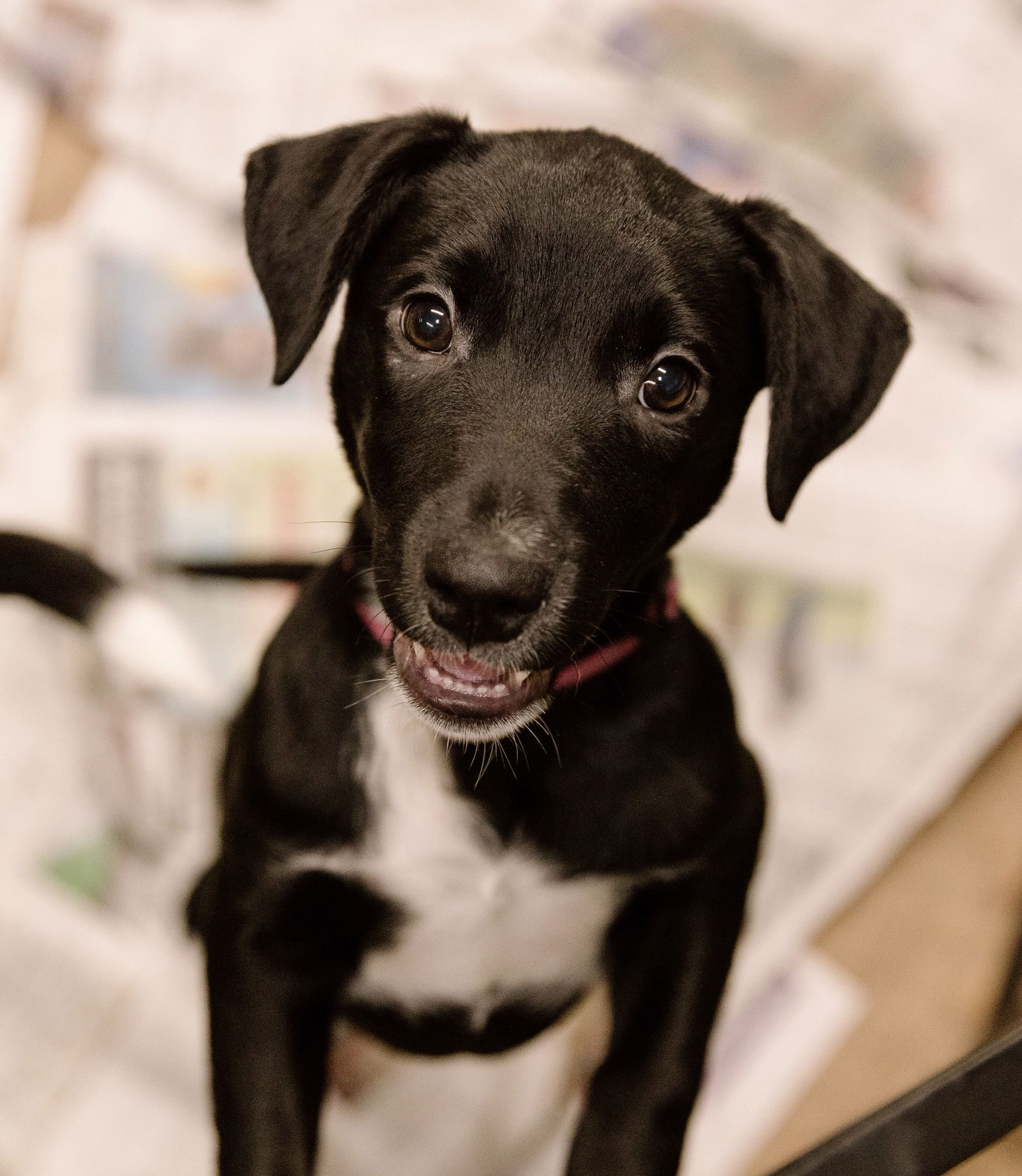 adoptable Dog in Cuyahoga Falls, OH named Brooklyn puppy