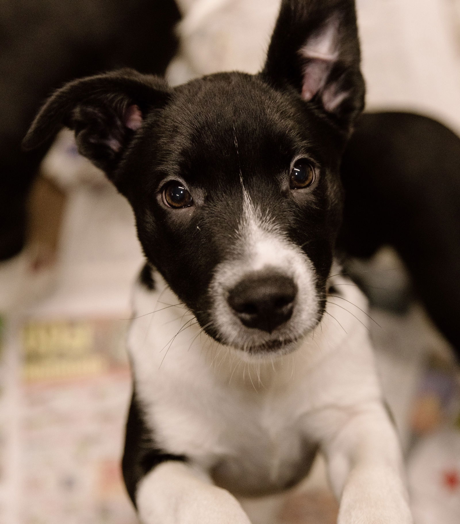 adoptable Dog in Cuyahoga Falls, OH named Charlotte puppy