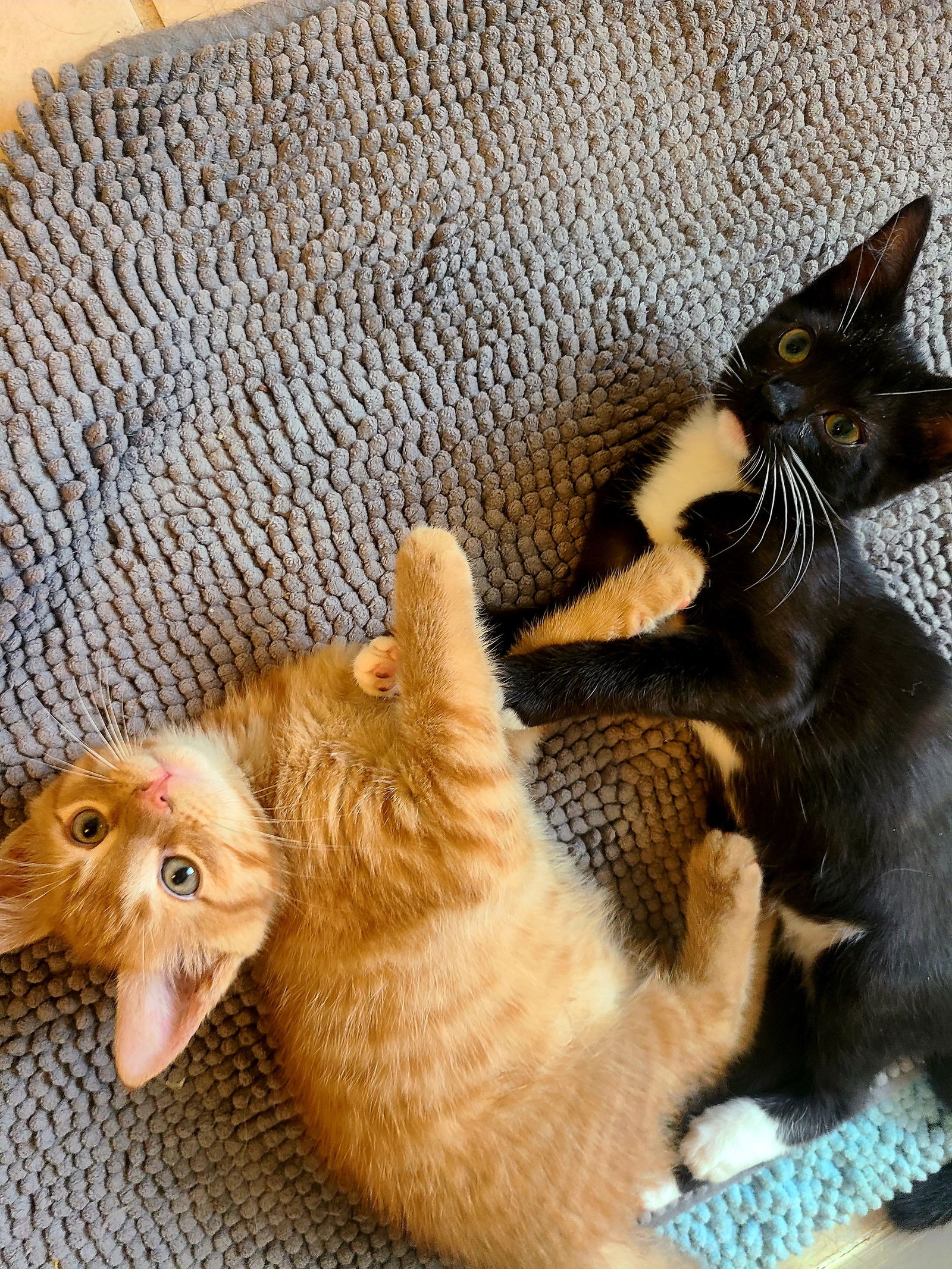 adoptable Cat in Cuyahoga Falls, OH named Kittens Rob and Rasmus