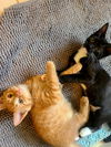 adoptable Cat in , OH named Kittens Rob and Rasmus