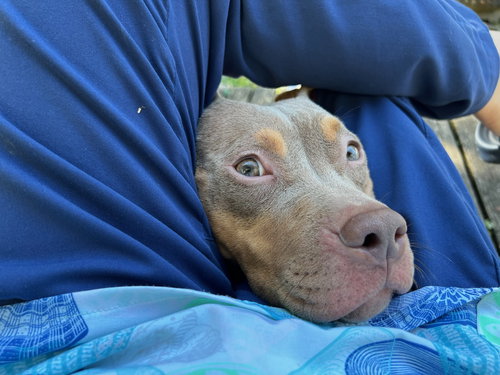 DREAMA - Pit Bull Terrier available for adoption