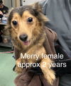 adoptable Dog in , OH named Merry