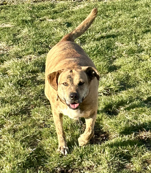 picture of the dog needing adoption