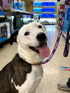 adoptable Dog in  named Courtesy Post "Sweet Nala"