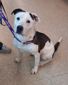Courtesy Post "Sweet Nala" - Photo 4