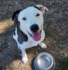 Courtesy Post "Sweet Nala" - Photo 2