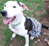 Courtesy Post "Sweet Nala" - Photo 3