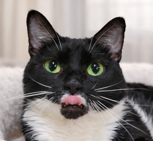 Lucinda, an adoptable Domestic Short Hair in Cuyahoga Falls, OH