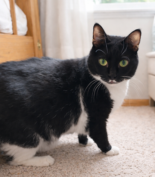 LUCINDA - Domestic Short Hair available for adoption