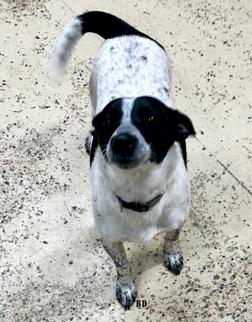picture of the dog needing adoption
