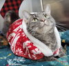 Josie - Photo 4