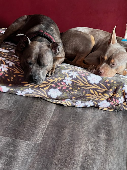 DUDE AND DREAMA - American Pit Bull Terrier available for adoption