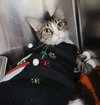 Tundra *Special needs* - Photo 2