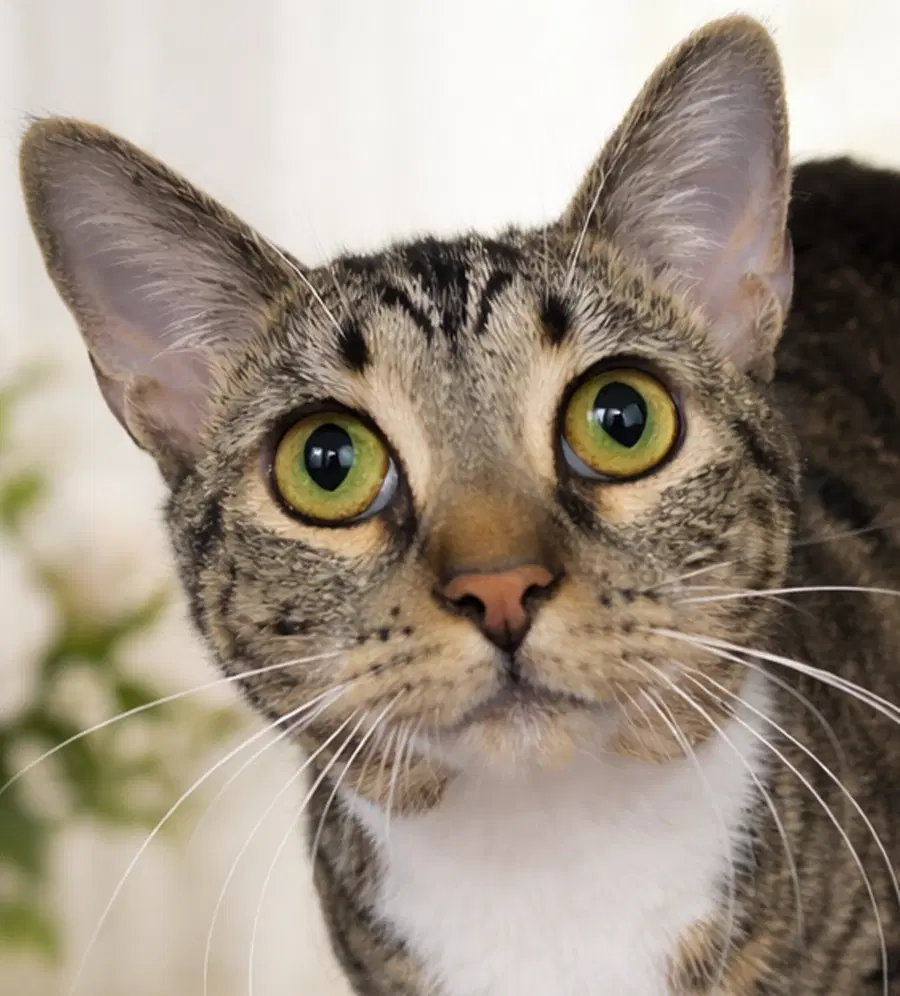 Joss - Tabby