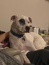 adoptable Dog in  named Courtesy Post: Petey