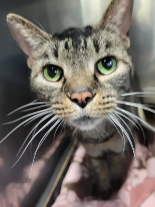 picture of the cat needing adoption