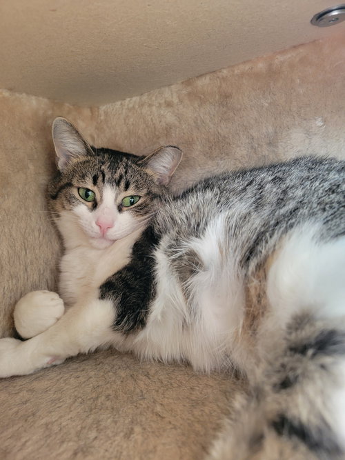 ARBOR - Tabby available for adoption