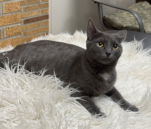 SPORTY SPICE - Domestic Short Hair available for adoption