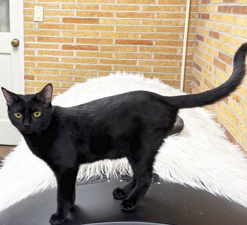 POSH SPICE - Domestic Short Hair available for adoption