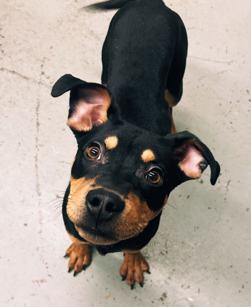 picture of the dog needing adoption