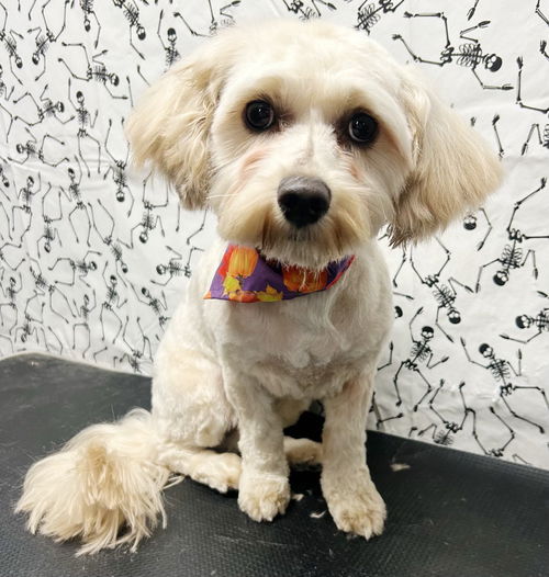picture of the dog needing adoption