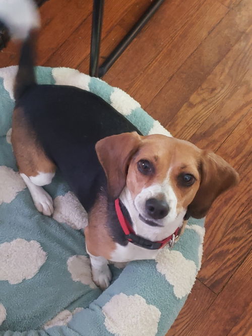 picture of the dog needing adoption