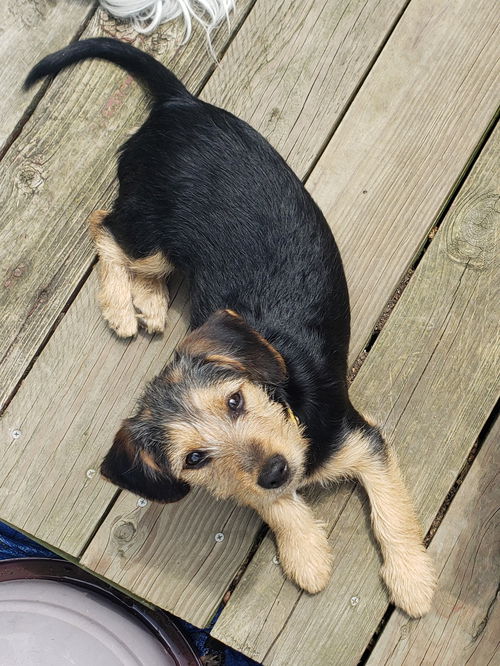picture of the dog needing adoption