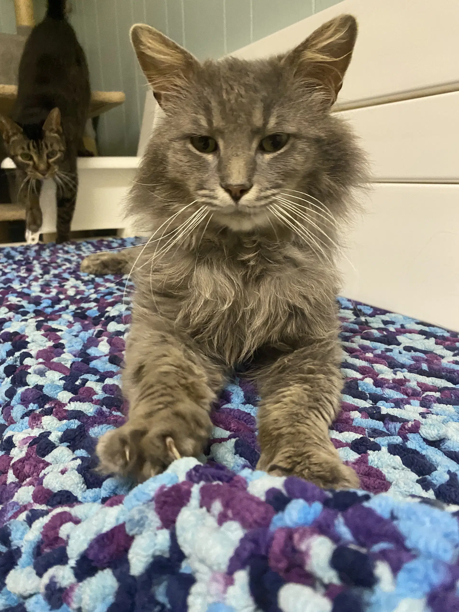 Nordstrom - Domestic Medium Hair