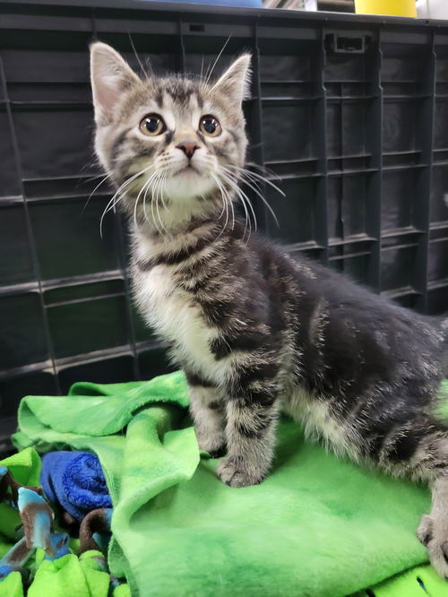 picture of the cat needing adoption
