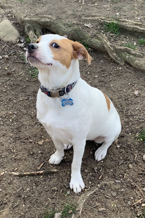 picture of the dog needing adoption